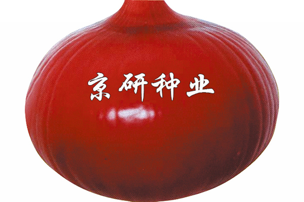 中生赤玉蔥