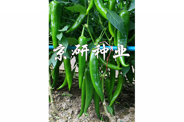 國(guó)福316