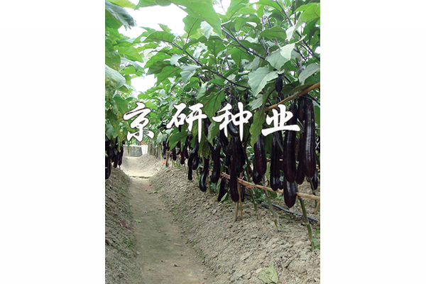 京茄10號