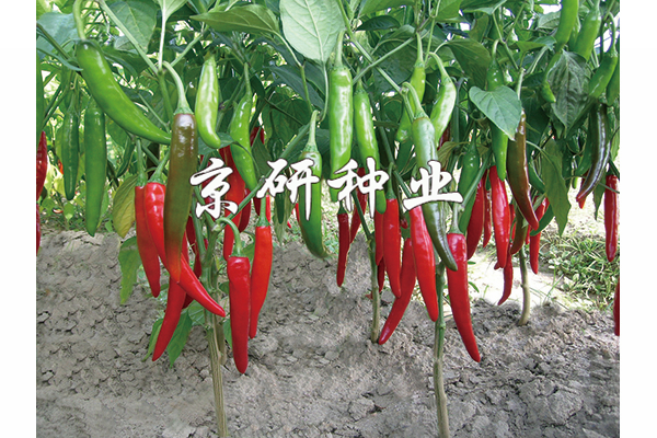 國(guó)塔109