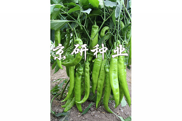 國(guó)福907