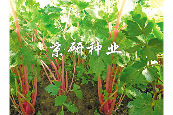 紫桿1號