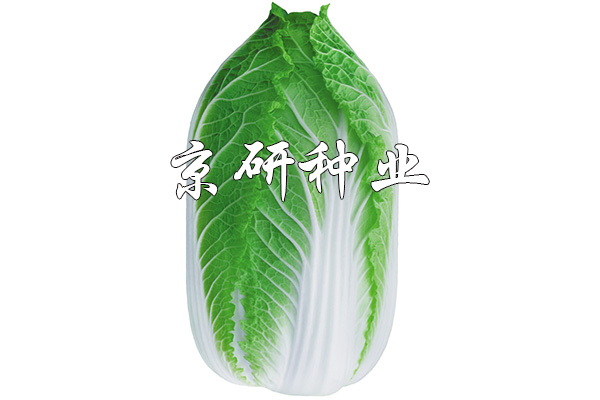 京春黃3號