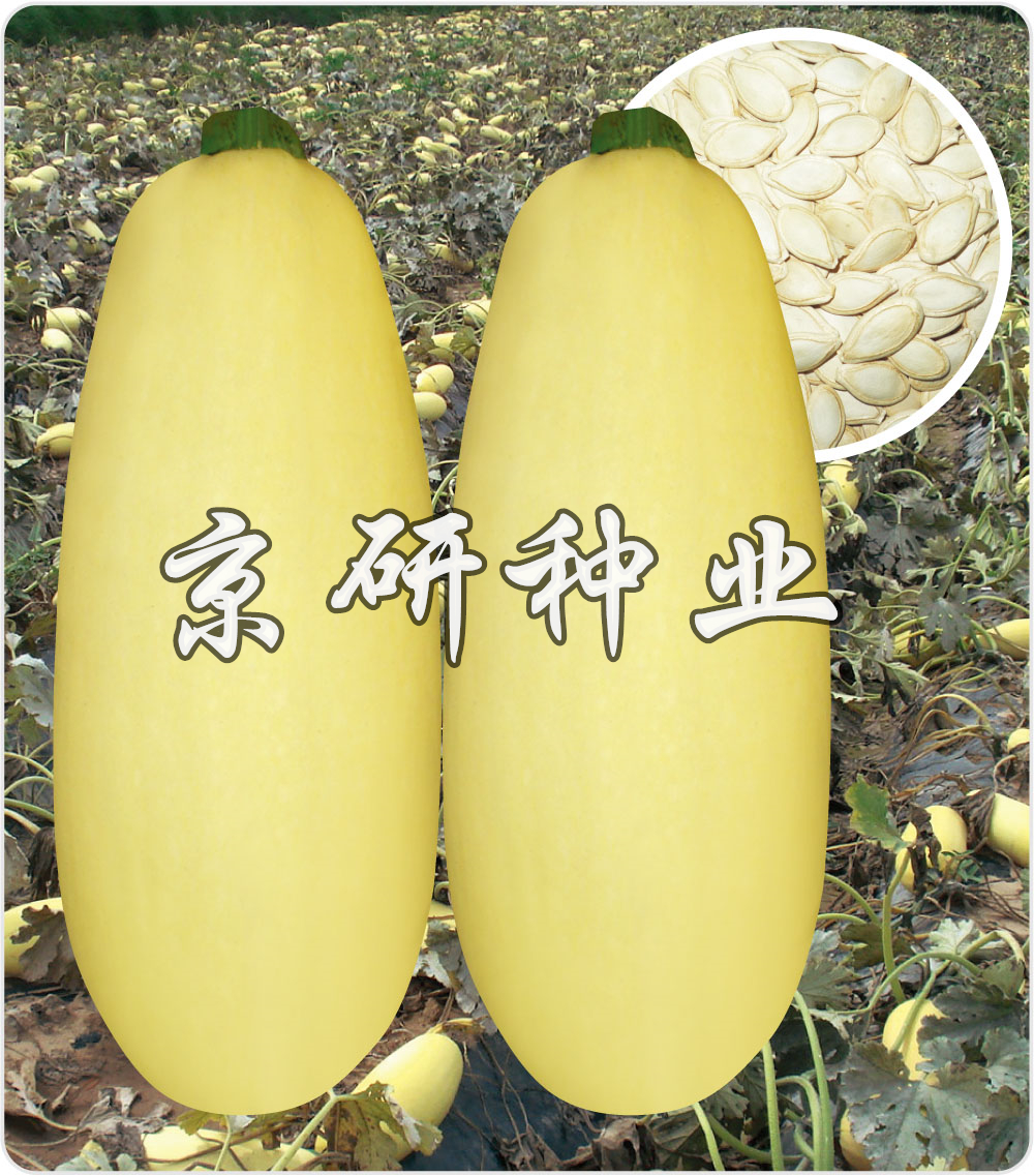 京葫籽豐9號