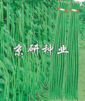 俊星長翠